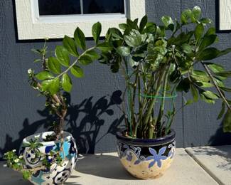 20 TwoHappyHealthyHouseplantsZZPlantCrownofThorns