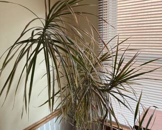 House Plants 