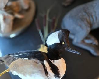 Taxidermy duck