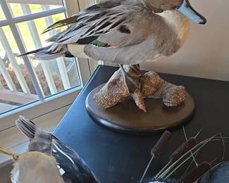 Taxidermy duck