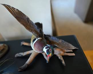 Taxidermy duck