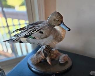 Taxidermy duck