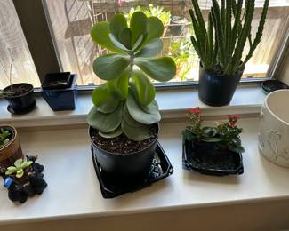 plants