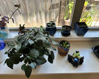 plants
