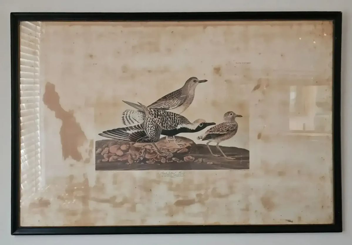 John James Audubon, Black-bellied Plover, Engraved by Robert Havell, 1836 (41" W x 27" L) *SHIPPING OF THIS ITEM CAN BE COSTLY* You may also research courier services.
Step back into the 19th century with this extraordinary large-format print from John James Audubon’s The Birds of America. Titled Black-bellied Plover (Charadrius Helveticus), this hand-colored engraving was drawn from nature by Audubon himself and engraved, printed, and colored in 1836 by his master collaborator Robert Havell. Measuring an impressive 41" wide by 27" tall in its frame, this artwork represents the legendary double-elephant folio size that Audubon insisted upon so his birds could be shown at life size—a scale that has captivated collectors for nearly 200 years.