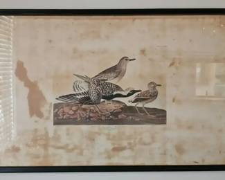 John James Audubon, Black-bellied Plover, Engraved by Robert Havell, 1836 (41" W x 27" L) *SHIPPING OF THIS ITEM CAN BE COSTLY* You may also research courier services.



Step back into the 19th century with this extraordinary large-format print from John James Audubon’s The Birds of America. Titled Black-bellied Plover (Charadrius Helveticus), this hand-colored engraving was drawn from nature by Audubon himself and engraved, printed, and colored in 1836 by his master collaborator Robert Havell. Measuring an impressive 41" wide by 27" tall in its frame, this artwork represents the legendary double-elephant folio size that Audubon insisted upon so his birds could be shown at life size—a scale that has captivated collectors for nearly 200 years.