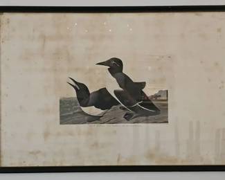 Audubon’s Birds of America – “Foolish Guillemot” (1834 Havell Edition Engraving, Framed) Large hand-colored engraving titled “Foolish Guillemot (Uria Troile)”, engraved, printed, and colored by Robert Havell in 1834. Havell was the principal engraver for John James Audubon’s Birds of America (1827–1838), one of the most celebrated natural history works ever produced.



*SHIPPING OF THIS ITEM CAN BE COSTLY* You may also research courier services.



This piece is consistent with the original double-elephant folio plates issued in London, measuring approximately 41" W x 27" L framed (plate sizes typically ~39.5" x 26.5"). Features the printed inscription: “Engraved, Printed & Coloured by R. Havell, 1834” with plate number CCXVIII. The subject shows male and female guillemots in summer plumage.