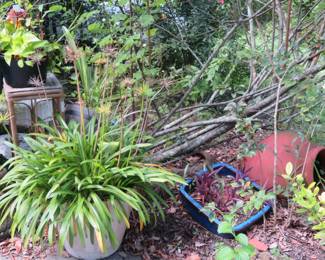 Lots of Plants and Pots