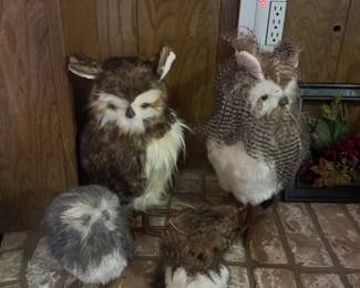 Owl collection!
