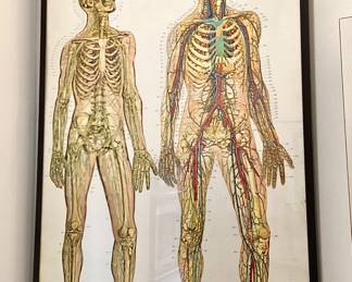 Vintage Nystrom Frohe anatomical chart: “The Nervous and Circulatory Systems”