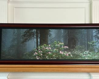 Thomas D Mangelsen framed print “Among the Redwoods”. Renowned wildlife and nature photographer. Another famous Print by Mr. Mengelsen was “catch of the Day featuring Grizzly  Bear399.     72”x30”. 