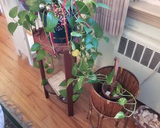 Houseplants