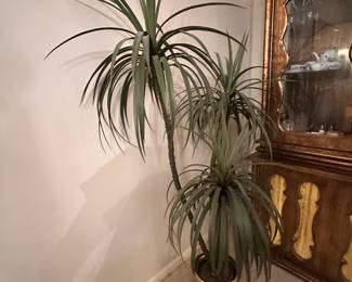 Spineless Yucca in a gold planter