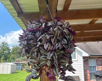 Plants 