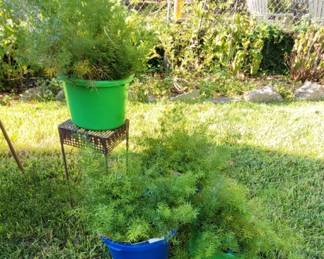 Asparagus Ferns