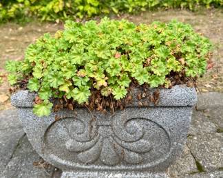 (2) Cement Planters