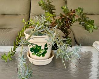 Houseplant 