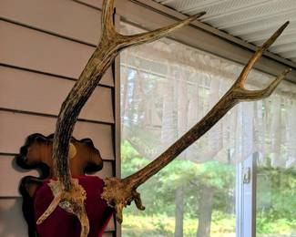 Many, many antlers on plaques.