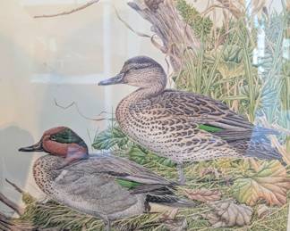 Green winged teal by Kenneth Ferris.