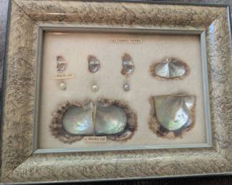 The growth of the cultured Pearl.