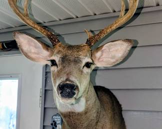Nice! Whitetail deer taxidermy mount.