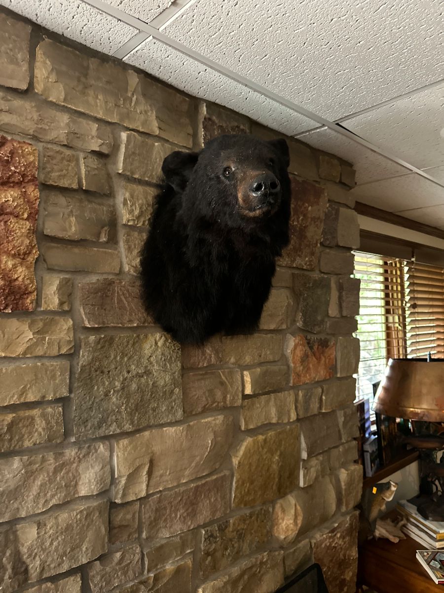 Bear shoulder mount taxidermy 