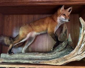 Full size Fox, taxidermy 