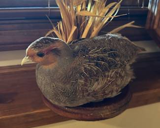 Taxidermy ducks, birds 