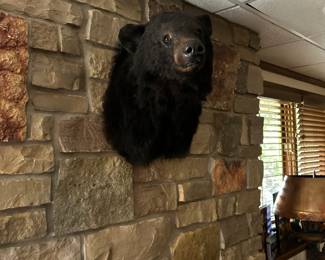 Bear shoulder mount taxidermy 