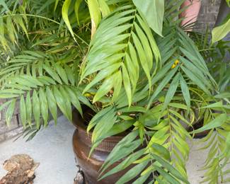 Palm in pot $60