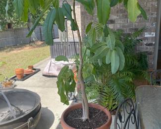 Pretty large tree in terra cotta pot $75