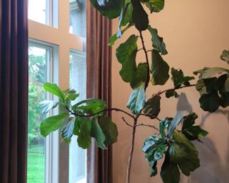 Beauty of a tree