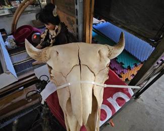 Cow skull