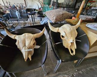 Cow skulls