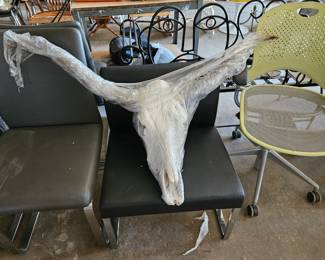 Steer skull