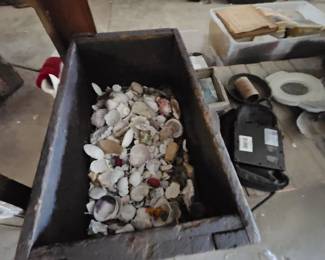 Seashells