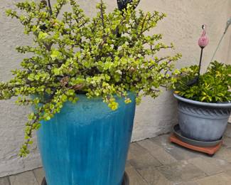 Large ceramic pot with plant