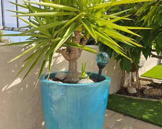 Large ceramic pot with plant