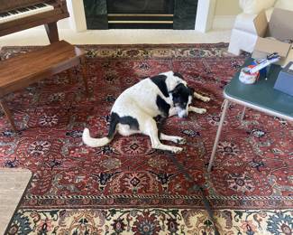 Persian rug, dog not included.