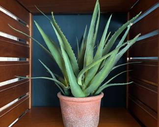 Happy Aloe Vera plant!