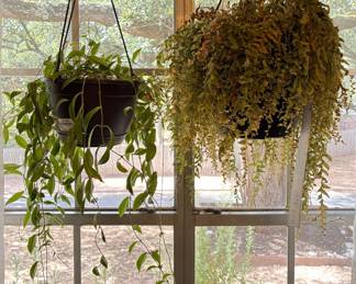 Hanging plants