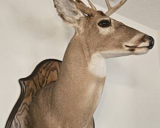 Eight Pt. Buck