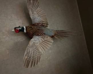 Mounted Ring-necked Pheasant!
