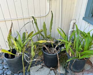 Lots of plants for sale