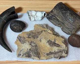 Fossil Knightia Fish Fossil Other Collectibles