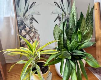 16 PineappleCanvasPrint2LivePlantsSnakePlantDracaena