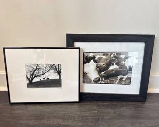 31 FramedCowPhotographyPrintsSignedAlexPietersenOther