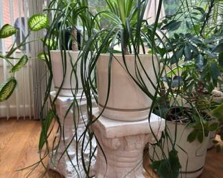 Vast Assortment of Plants