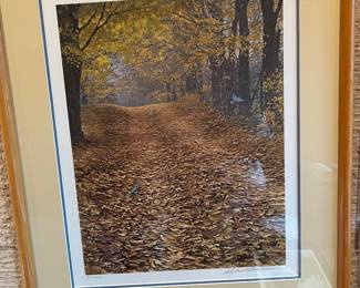 Fall Leaves