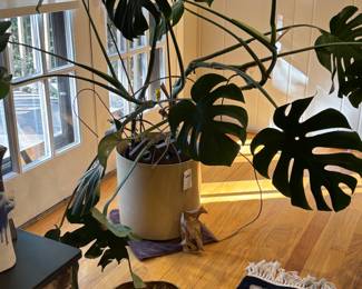 Monstera with Plastic MCM Planter 